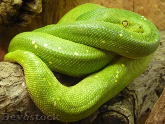 Devostock Animal Green Reptile 8721 4K