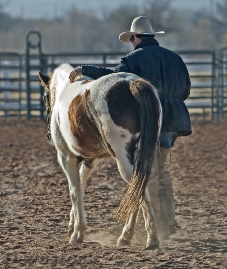 Devostock Animal Horse Country 5311 4K