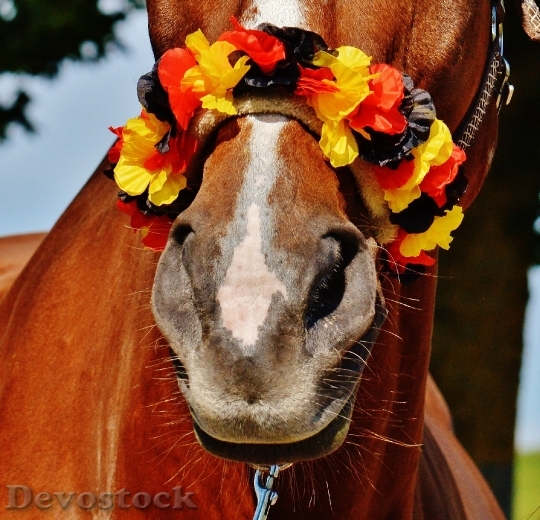 Devostock Animal Horse Saddle 16356 4K