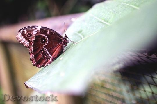 Devostock Animal Insect Butterfly 702 4K