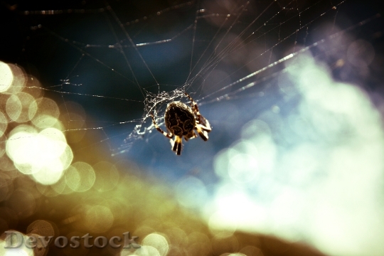 Devostock Animal Insect Cobweb 160 4K