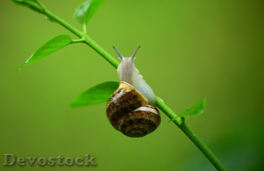Devostock Animal Leaves Snail 10841 4K
