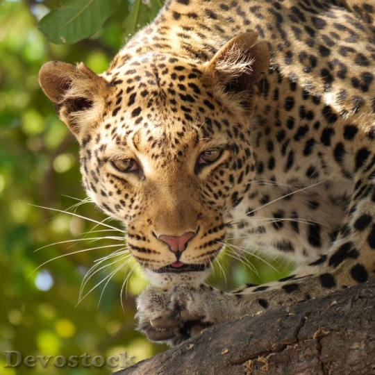 Devostock Animal Leopard Wildlife 6224 4K