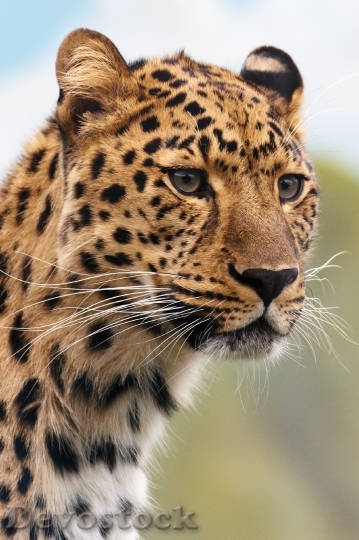 Devostock Animal Leopard Wildlife 8703 4K
