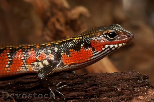 Devostock Animal Lizard Reptile 6056 4K