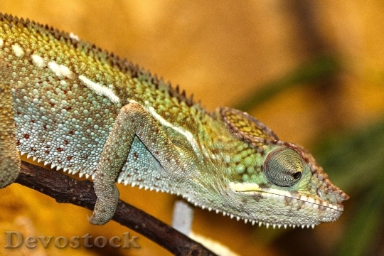 Devostock Animal Lizard Reptile 6461 4K