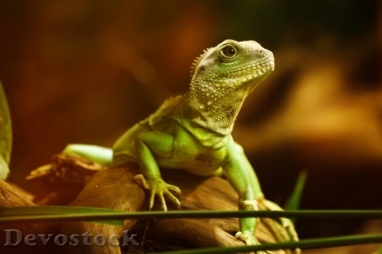 Devostock Animal Lizard Reptile 8732 4K