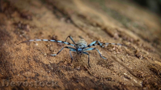 Devostock Animal Macro Spider 11557 4K