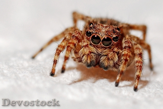 Devostock Animal Macro Spider 4060 4K
