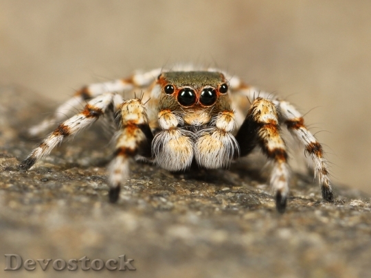 Devostock Animal Macro Spider 6886 4K