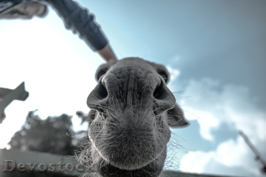 Devostock Animal Nose Close Up 8701 4K