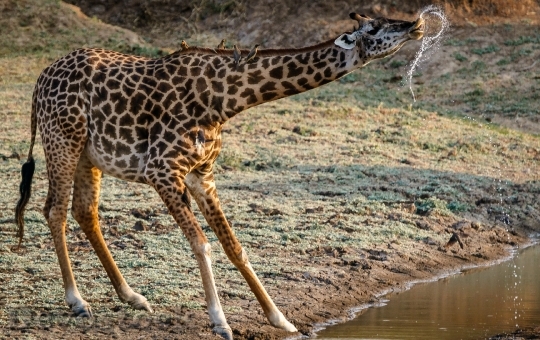 Devostock Animal Park Africa 110905 4K