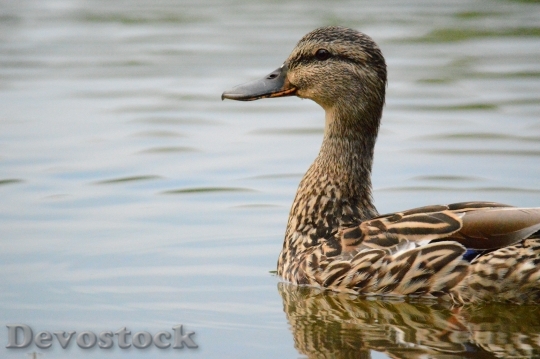 Devostock Animal Pond Duck 611 4K