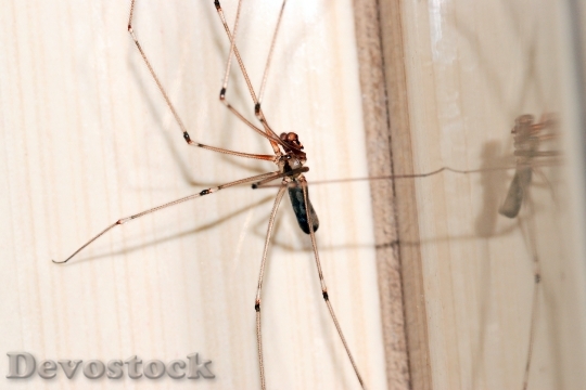 Devostock Animal Reflection Spider 99913 4K