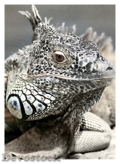Devostock Animal Reptile Iguana 6475 4K