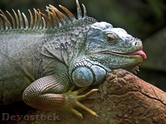 Devostock Animal Reptile Iguana 8698 4K
