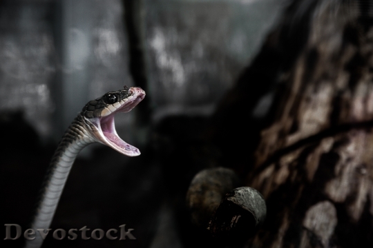 Devostock Animal Reptile Snake 2317 4K