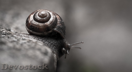 Devostock Animal Snail Macro 38559 4K