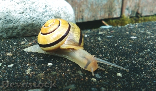 Devostock Animal Snail Shell 16754 4K