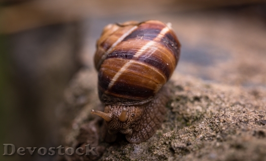 Devostock Animal Snail Shell 38571 4K