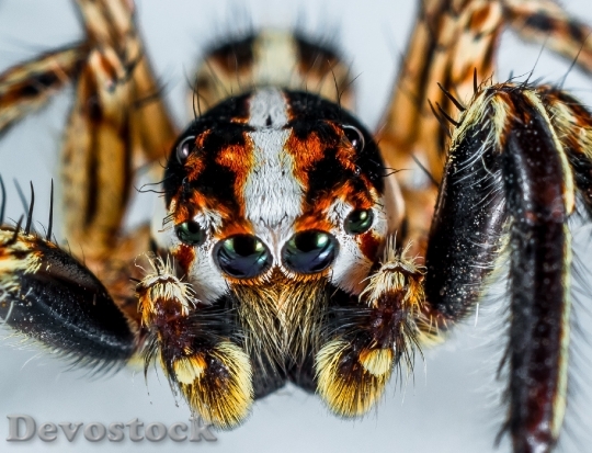 Devostock Animal Spider Close Up 5608 4K