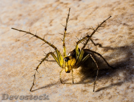Devostock Animal Spider Close Up 5752 4K
