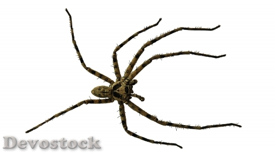 Devostock Animal Spider Close Up 6503 4K