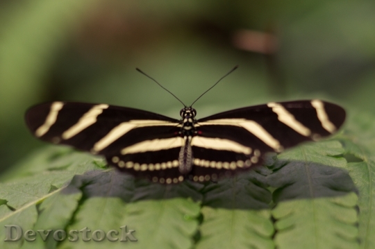 Devostock Animal Stripes Insect 983 4K