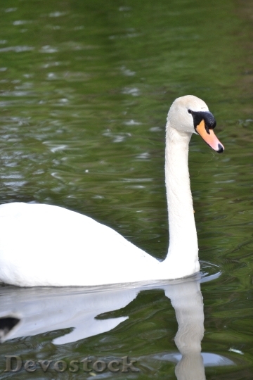 Devostock Animal Swan 1159 4K