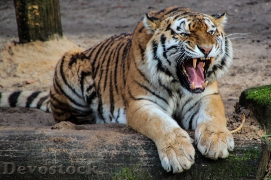 Devostock Animal Tiger Safari 4712 4K