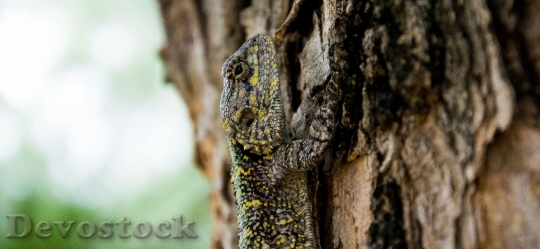 Devostock Animal Tree Lizard 10325 4K