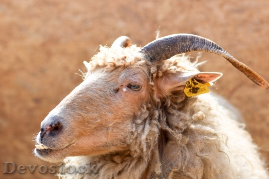 Devostock Animal Wool Goat 6306 4K