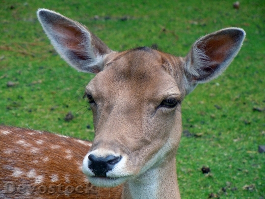 Devostock Animal Zoo Deer 5407 4K