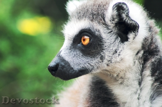 Devostock Animal Zoo Lemur 721 4K