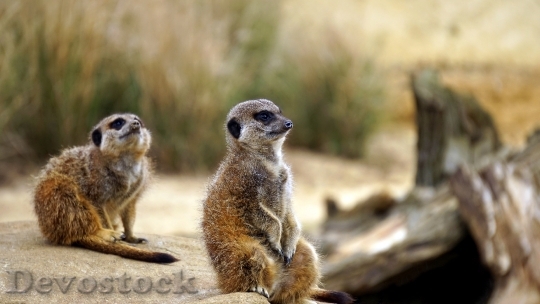 Devostock Animals Animal Photography Meerkats 9722 4K