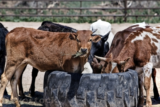 Devostock Animals Cows Rural 5316 4K