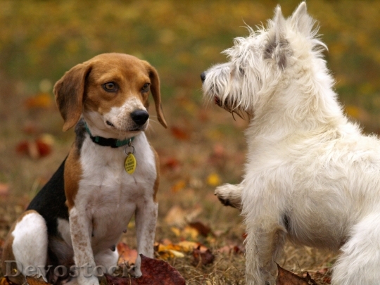 Devostock Animals Dogs Pets 3808 4K