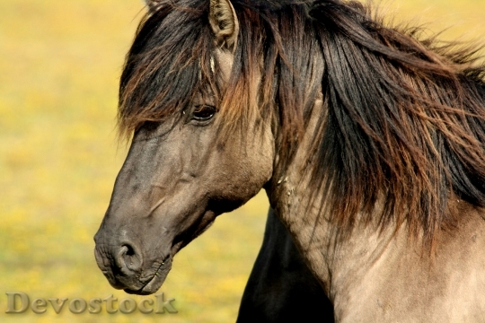 Devostock Animals Wild Horse 5679 4K