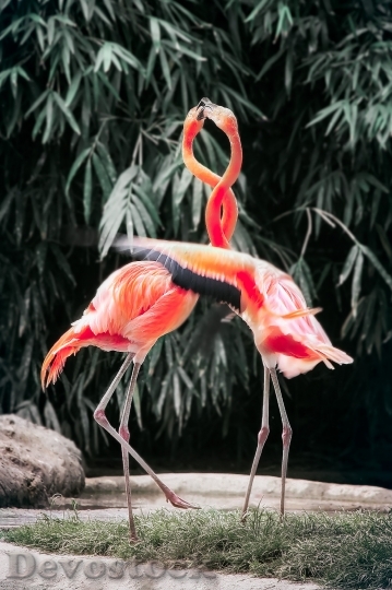 Devostock Animals Zoo Colourful 118181 4K