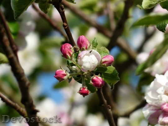 Devostock Apple Blossom Apple Tree Blossom Bloom 6715 4K.jpeg