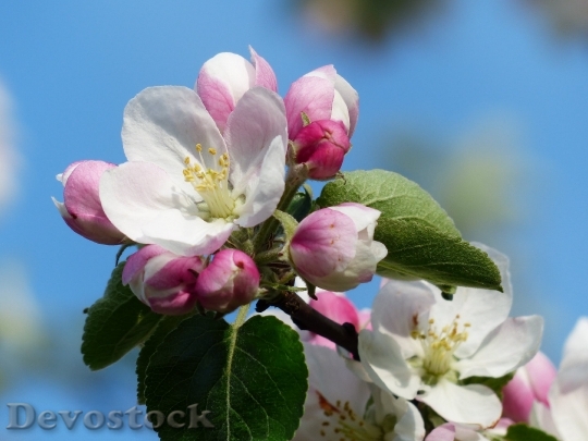 Devostock Apple Blossom Apple Tree Blossom Bloom 6869 4K.jpeg