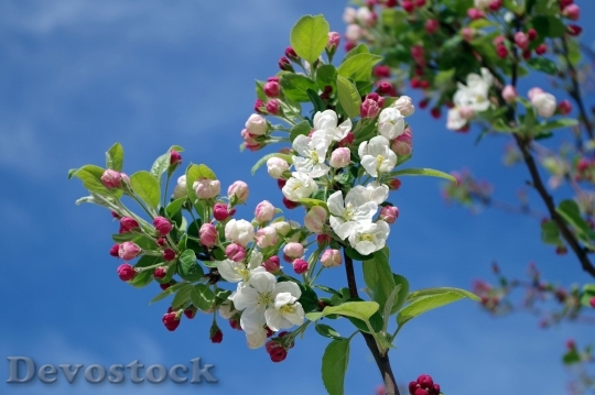 Devostock Apple Blossom Tree Branch Spring 6786 4K.jpeg