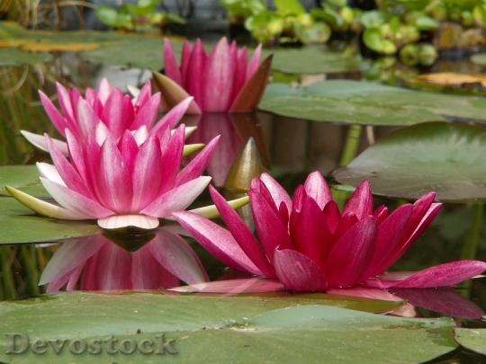 Devostock Aquatic Plant Nature Nuphar Water Lily 6645 4K.jpeg