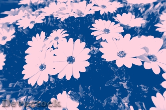 Devostock Art Flowers Blue 93789 4K
