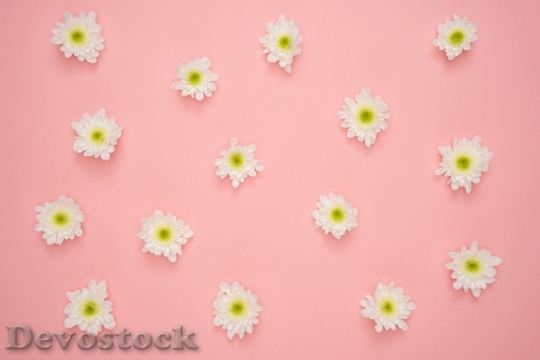 Devostock Art Flowers Pattern 103794 4K