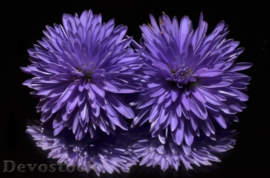 Devostock Aster Flower Purple 6573 4K.jpeg