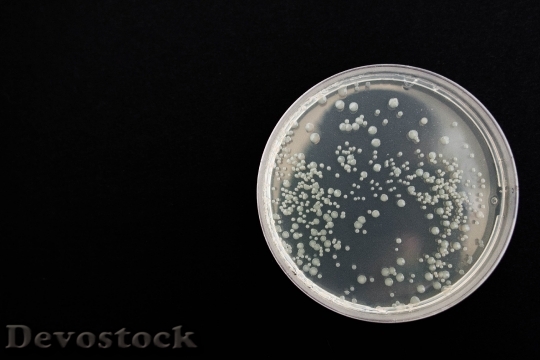 Devostock Bacteria Black Health Microbiology HD