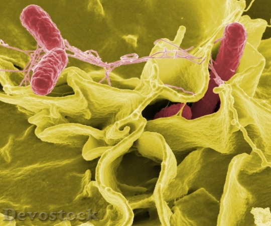 Devostock Bacteria Salmonella Pathogens 67659 HD