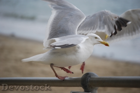Devostock Beach Animals Birds 5750 4K