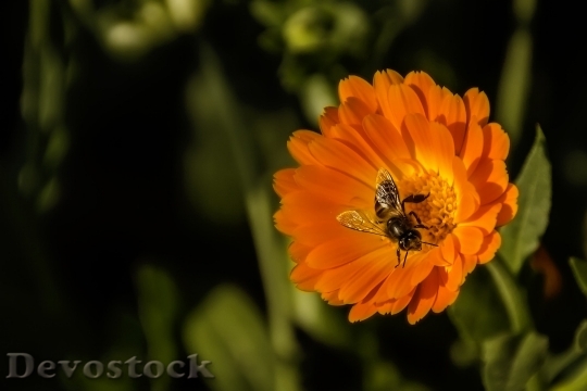 Devostock Bee Flower Spring Macro 6749 4K.jpeg